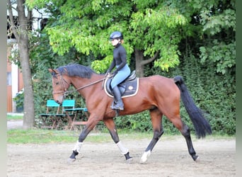 KWPN, Hongre, 12 Ans, 170 cm, Bai