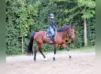 KWPN, Hongre, 12 Ans, 170 cm, Bai