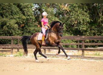 KWPN, Hongre, 12 Ans, 172 cm, Noir