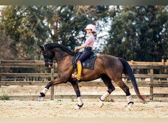 KWPN, Hongre, 12 Ans, 172 cm, Noir