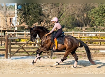KWPN, Hongre, 12 Ans, 172 cm, Noir