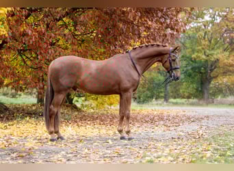 KWPN, Hongre, 12 Ans, 175 cm, Alezan KWPN, Hongre, 12 Ans, 175 cm, Alezan