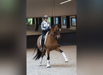 KWPN, Hongre, 12 Ans, 175 cm, Bai