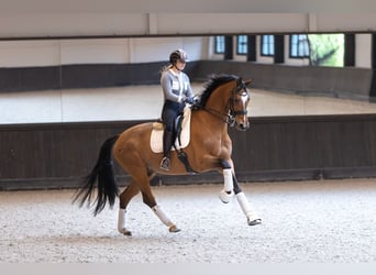 KWPN, Hongre, 12 Ans, 175 cm, Bai