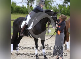 KWPN, Hongre, 13 Ans, 165 cm, Noir