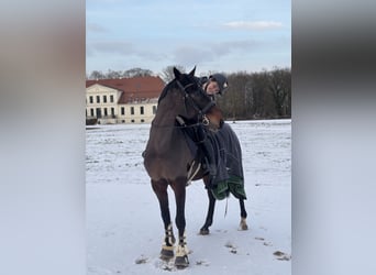 KWPN, Hongre, 13 Ans, 167 cm, Bai brun