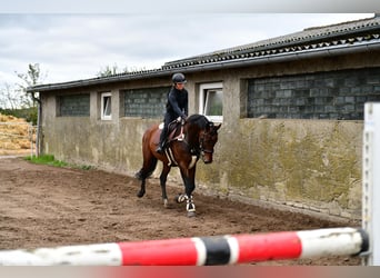 KWPN, Hongre, 13 Ans, 167 cm, Bai brun