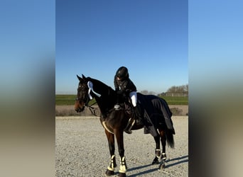 KWPN, Hongre, 13 Ans, 167 cm, Bai brun