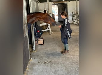 KWPN, Hongre, 13 Ans, 167 cm, Bai brun