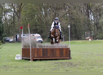 KWPN, Hongre, 13 Ans, 168 cm, Alezan