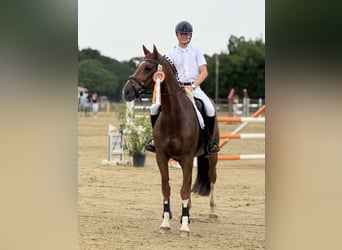KWPN, Hongre, 13 Ans, 168 cm, Alezan
