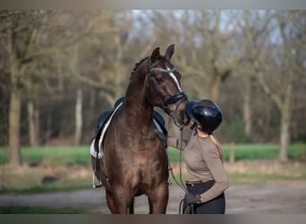 KWPN, Hongre, 13 Ans, 170 cm, Bai