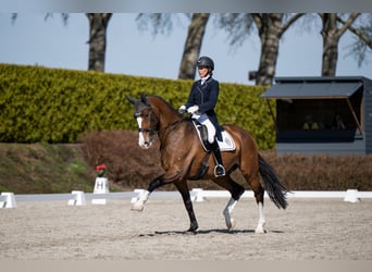 KWPN, Hongre, 13 Ans, 174 cm, Bai