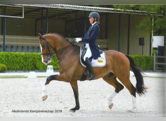 KWPN, Hongre, 13 Ans, 174 cm, Bai