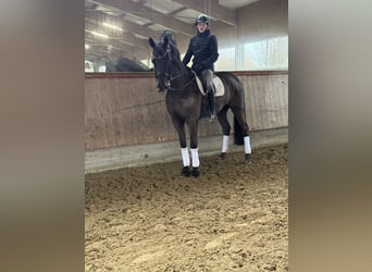 KWPN, Hongre, 13 Ans, 175 cm, Bai brun foncé