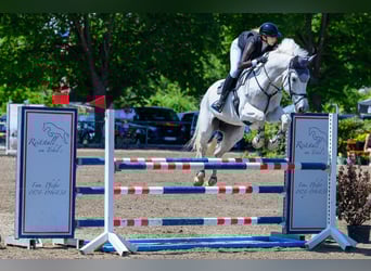 KWPN, Hongre, 13 Ans, 175 cm, Gris KWPN, Hongre, 13 Ans, 175 cm, Gris