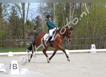 KWPN, Hongre, 14 Ans, 168 cm, Bai