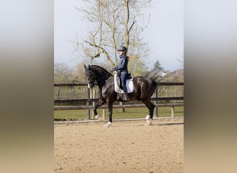 KWPN, Hongre, 14 Ans, 168 cm, Noir