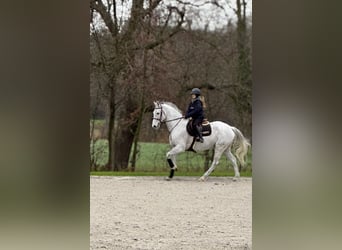 KWPN, Hongre, 14 Ans, 181 cm, Gris