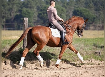 KWPN, Hongre, 15 Ans, 167 cm, Alezan