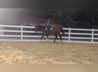 KWPN, Hongre, 16 Ans, 166 cm, Bai
