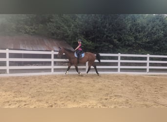 KWPN, Hongre, 16 Ans, 166 cm, Bai