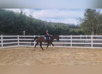 KWPN, Hongre, 16 Ans, 166 cm, Bai
