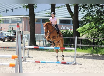 KWPN, Hongre, 17 Ans, 174 cm, Alezan