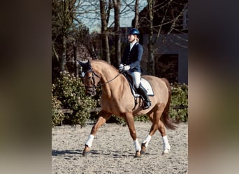 KWPN, Hongre, 19 Ans, 170 cm, Alezan cuivré