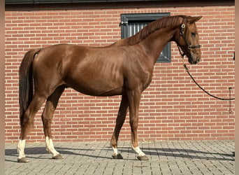 KWPN, Hongre, 2 Ans, 160 cm, Alezan brûlé