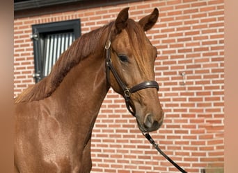 KWPN, Hongre, 2 Ans, 160 cm, Alezan brûlé