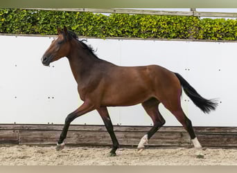 KWPN, Hongre, 2 Ans, 160 cm, Bai