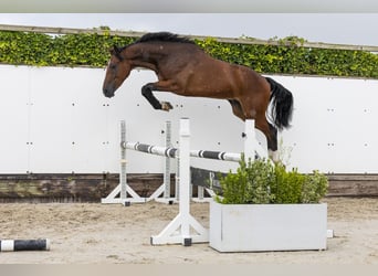 KWPN, Hongre, 2 Ans, 160 cm, Bai