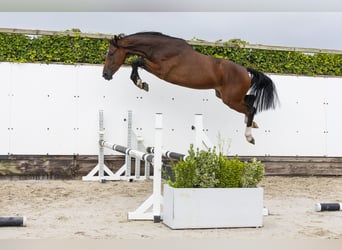 KWPN, Hongre, 2 Ans, 160 cm, Bai