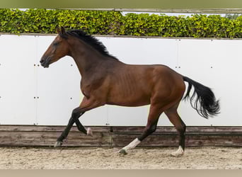 KWPN, Hongre, 2 Ans, 160 cm, Bai