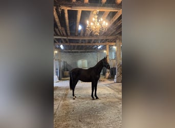 KWPN, Hongre, 2 Ans, 160 cm, Bai