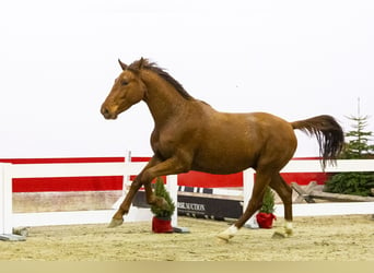 KWPN, Hongre, 2 Ans, 161 cm, Alezan brûlé