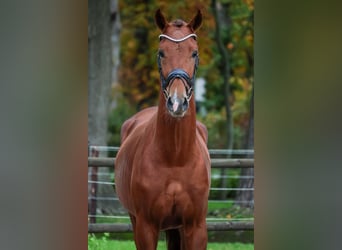 KWPN, Hongre, 2 Ans, 164 cm, Alezan