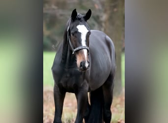 KWPN, Hongre, 2 Ans, 164 cm, Bai brun