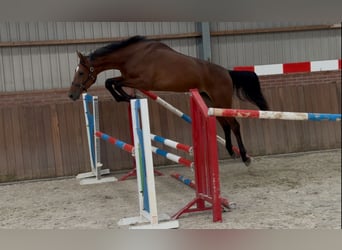KWPN, Hongre, 2 Ans, 170 cm, Bai