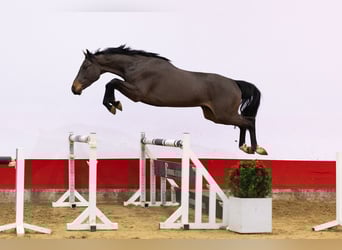 KWPN, Hongre, 3 Ans, 159 cm, Bai