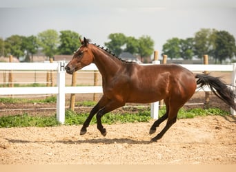 KWPN, Hongre, 3 Ans, 160 cm, Bai