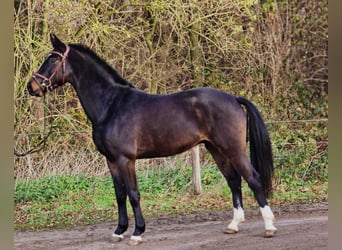 KWPN, Hongre, 3 Ans, 160 cm, Noir