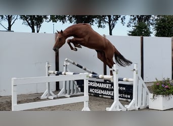 KWPN, Hongre, 3 Ans, 164 cm, Alezan brûlé