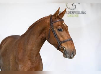 KWPN, Hongre, 3 Ans, 165 cm, Alezan brûlé