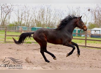 KWPN, Hongre, 3 Ans, 165 cm, Bai brun