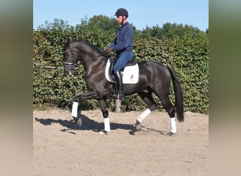 KWPN, Hongre, 3 Ans, 165 cm, Bai brun foncé