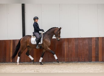 KWPN, Hongre, 3 Ans, 165 cm, Bai