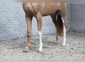 KWPN, Hongre, 3 Ans, 165 cm