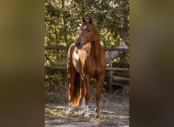 KWPN, Hongre, 3 Ans, 167 cm, Alezan